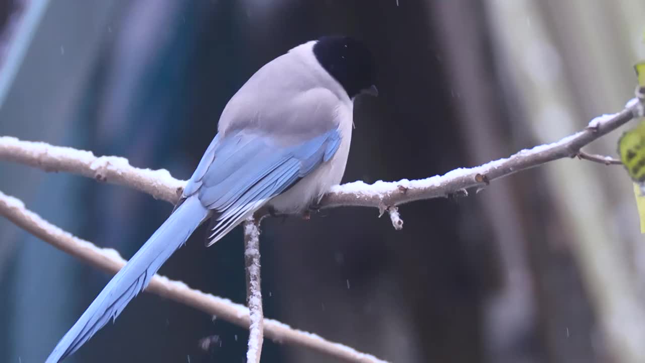 大雪中啄食浆果的喜鹊视频素材