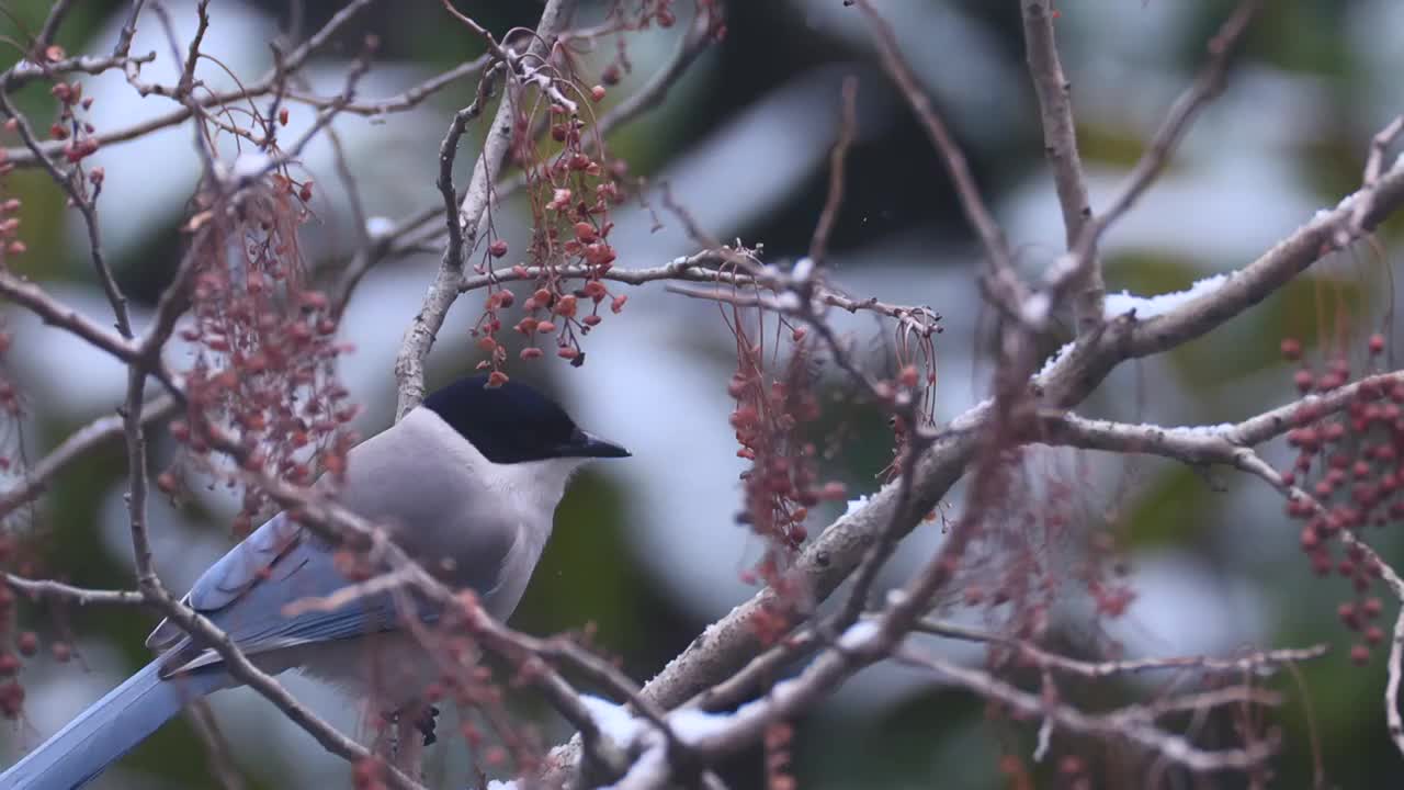 大雪中啄食浆果的喜鹊视频素材