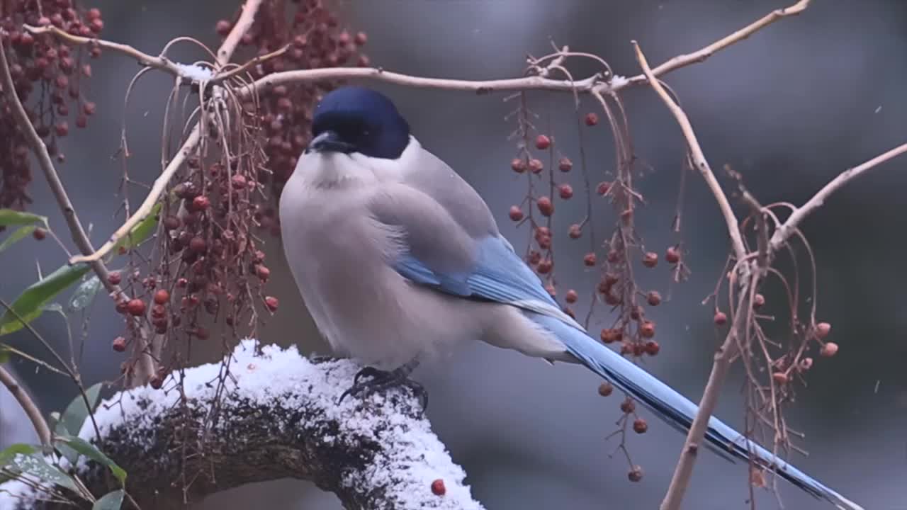 大雪中啄食浆果的喜鹊视频素材