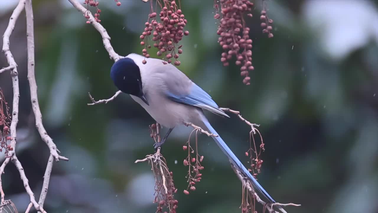 大雪中啄食浆果的喜鹊视频素材