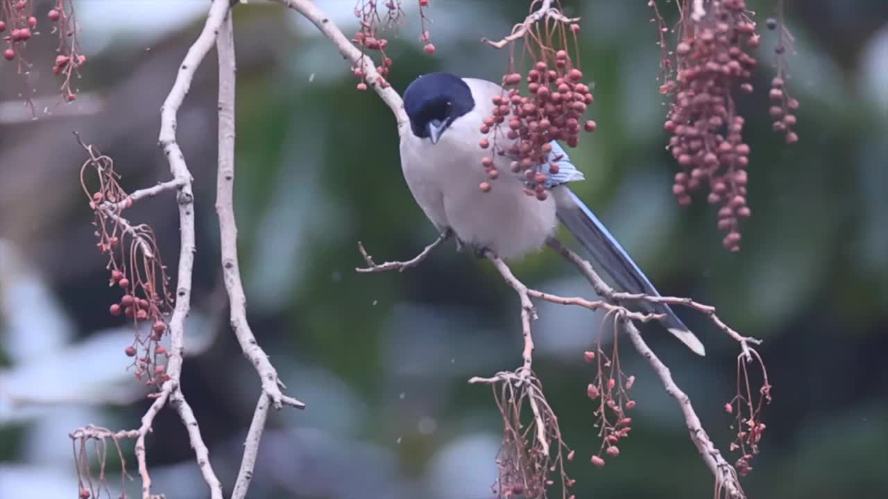 大雪中啄食浆果的喜鹊视频素材