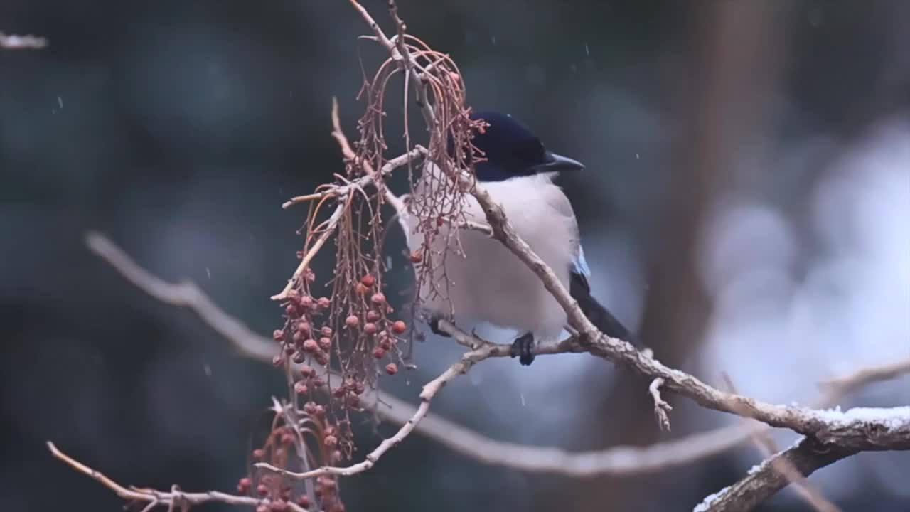 大雪中啄食浆果的喜鹊视频素材