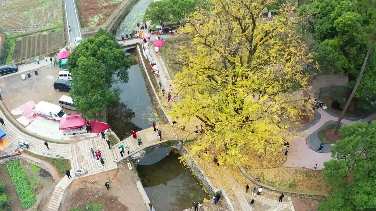 浙江义乌大陈红峰杨典桥千年银杏大量游客旅游观光航拍合集（合集）视频素材