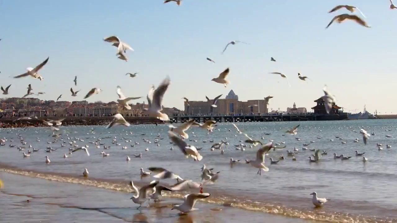 青岛海鸥视频素材