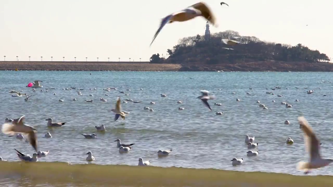 青岛海鸥视频素材