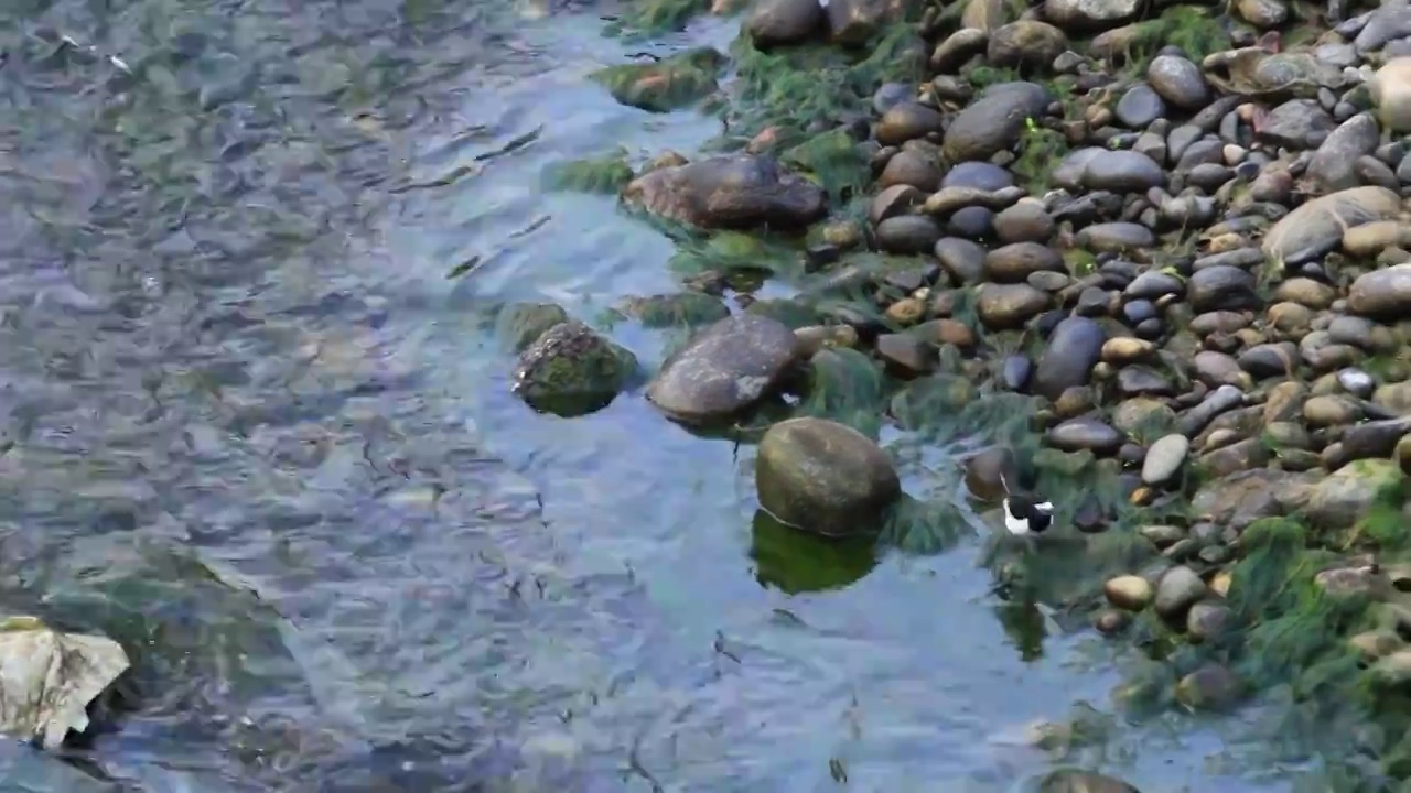 白鹡鸰在河水中觅食视频素材