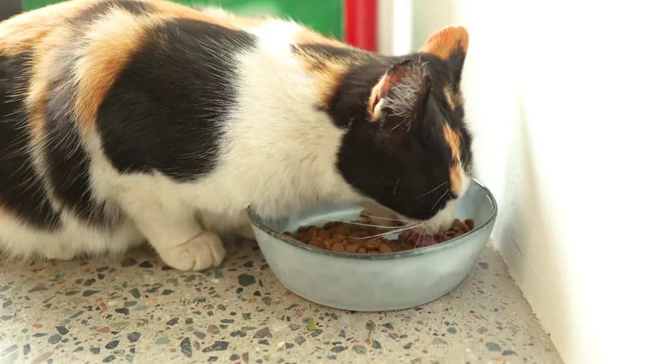 可爱猫猫吃猫粮视频素材