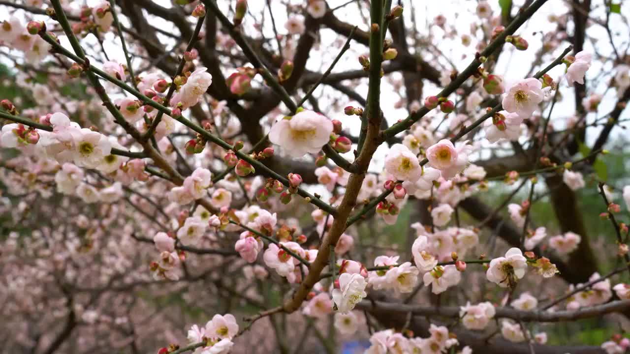 深圳梅园梅花开视频素材