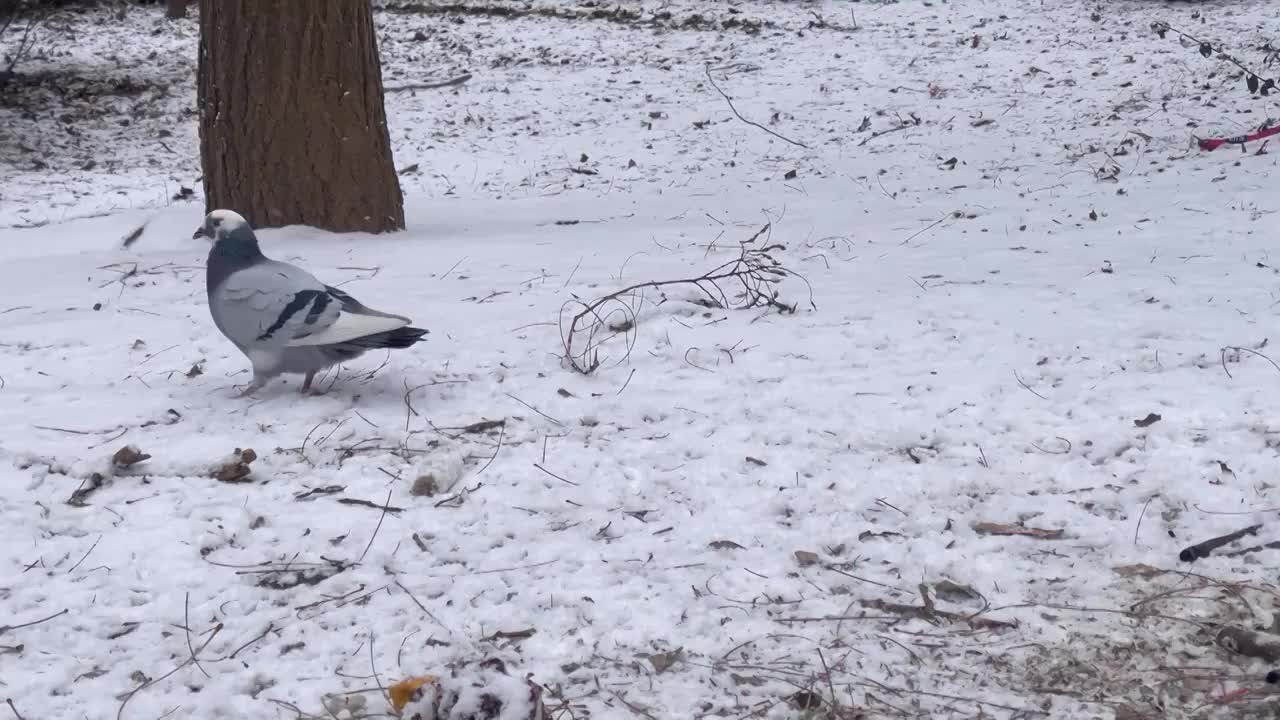 雪地中的鸽子视频素材