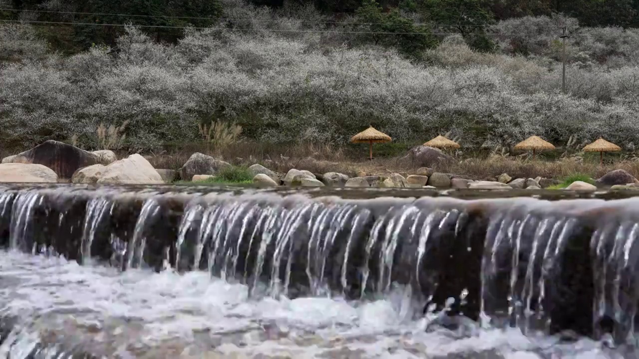 梅花青梅树梅花树林梅花花海水流水渠视频素材