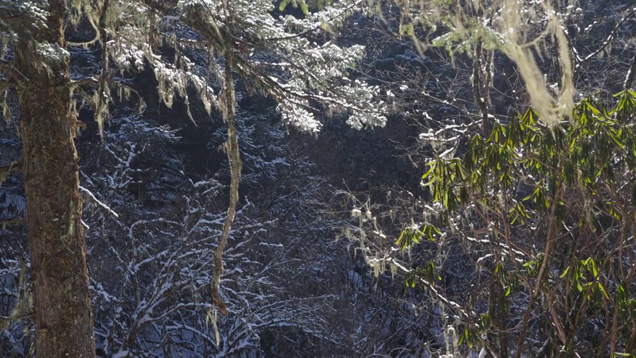 毕棚沟雪景森林视频素材