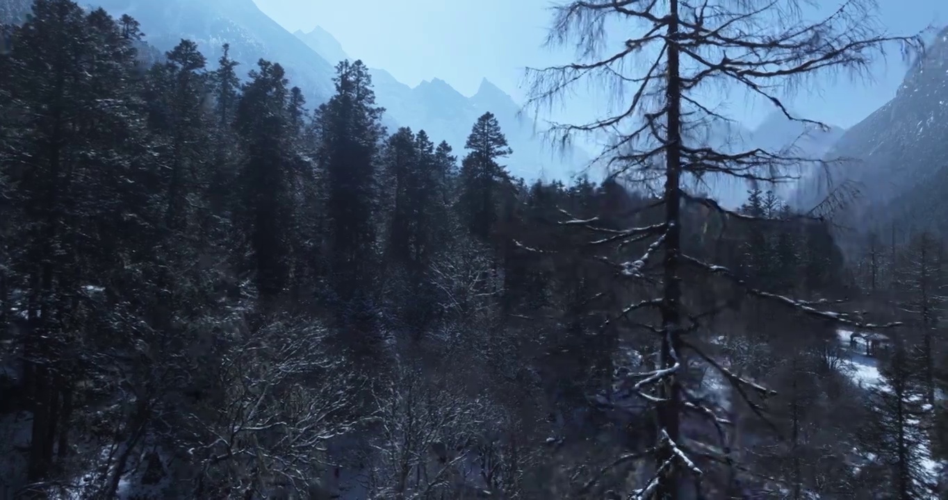 航拍毕棚沟森林雪景视频素材