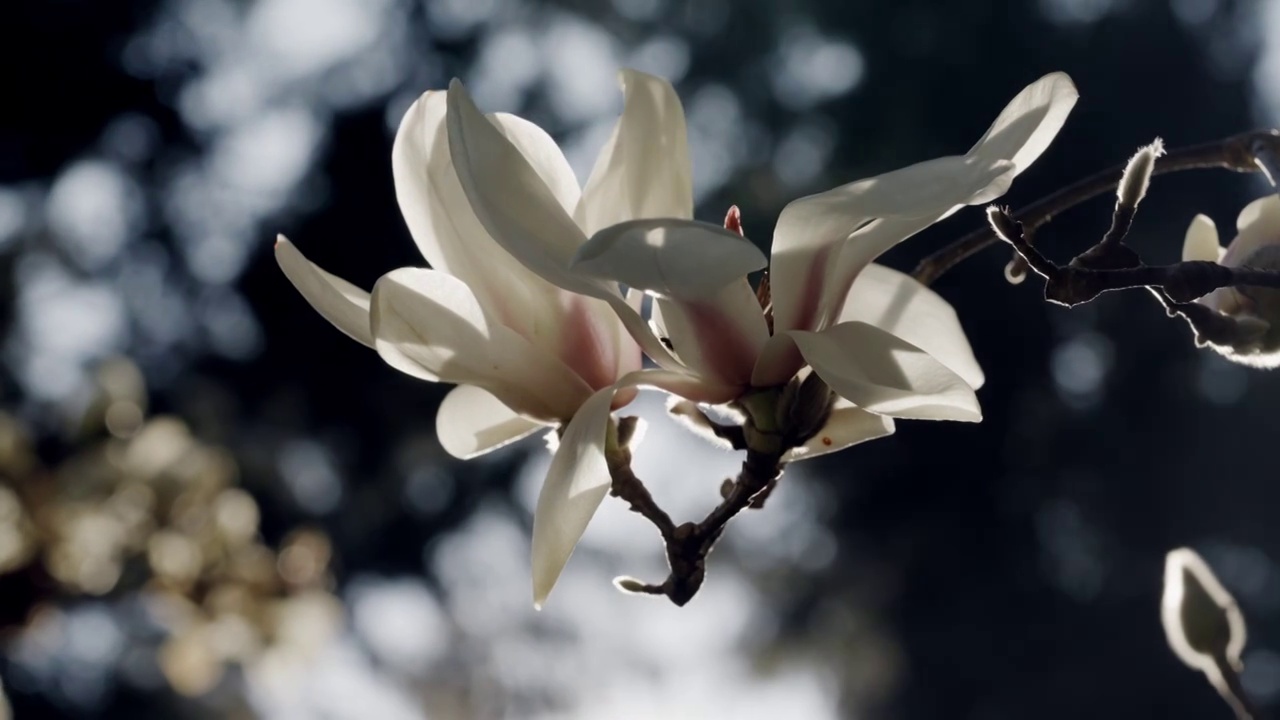 玉兰花花蕾，玉兰华花苞，玉兰特写视频素材