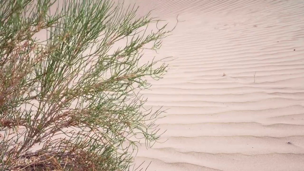 沙漠植物视频素材