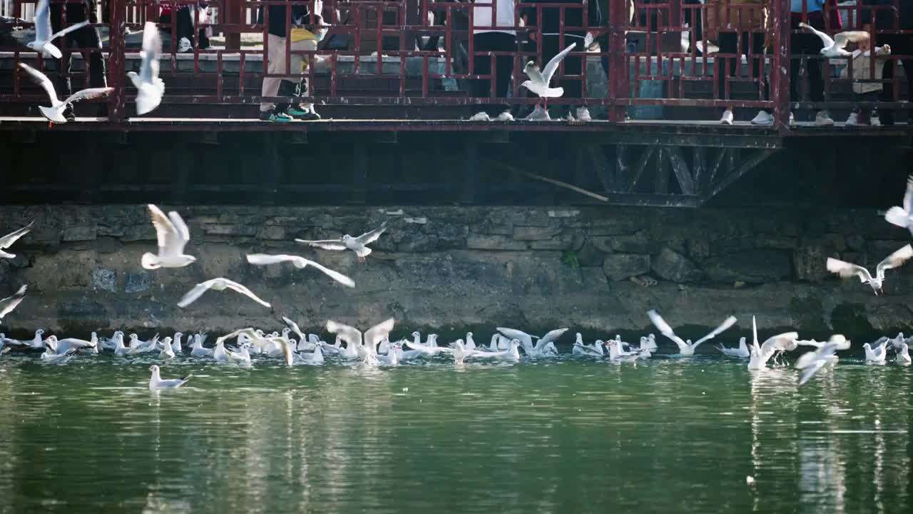 昆明城市的红嘴鸥，一群红嘴鸥在飞翔视频素材