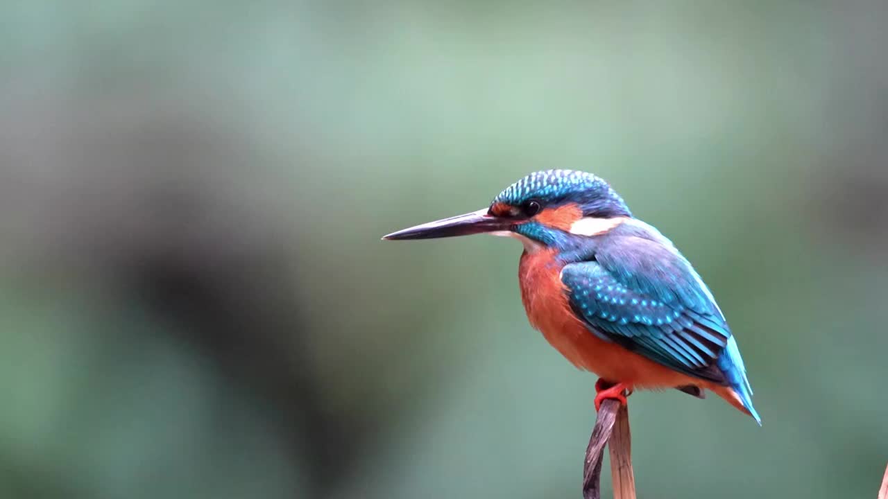 普通翠鸟近景视频素材