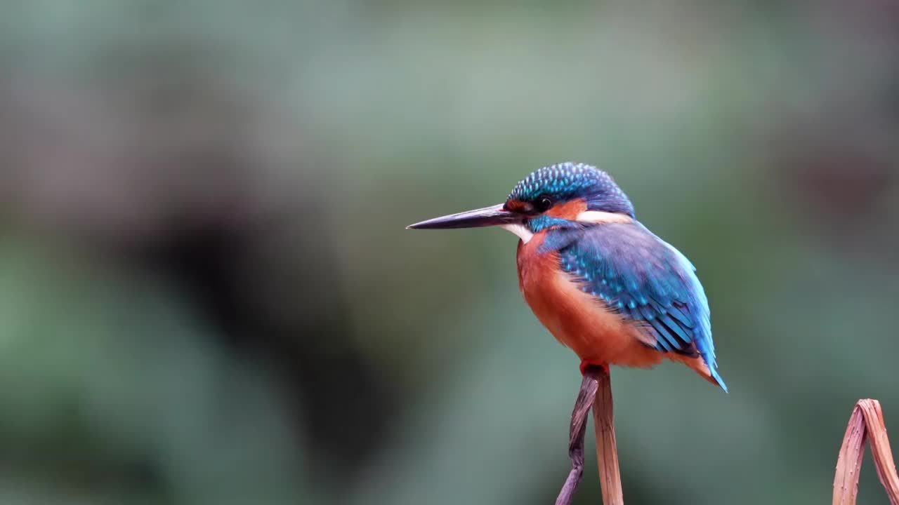 普通翠鸟甩头视频素材