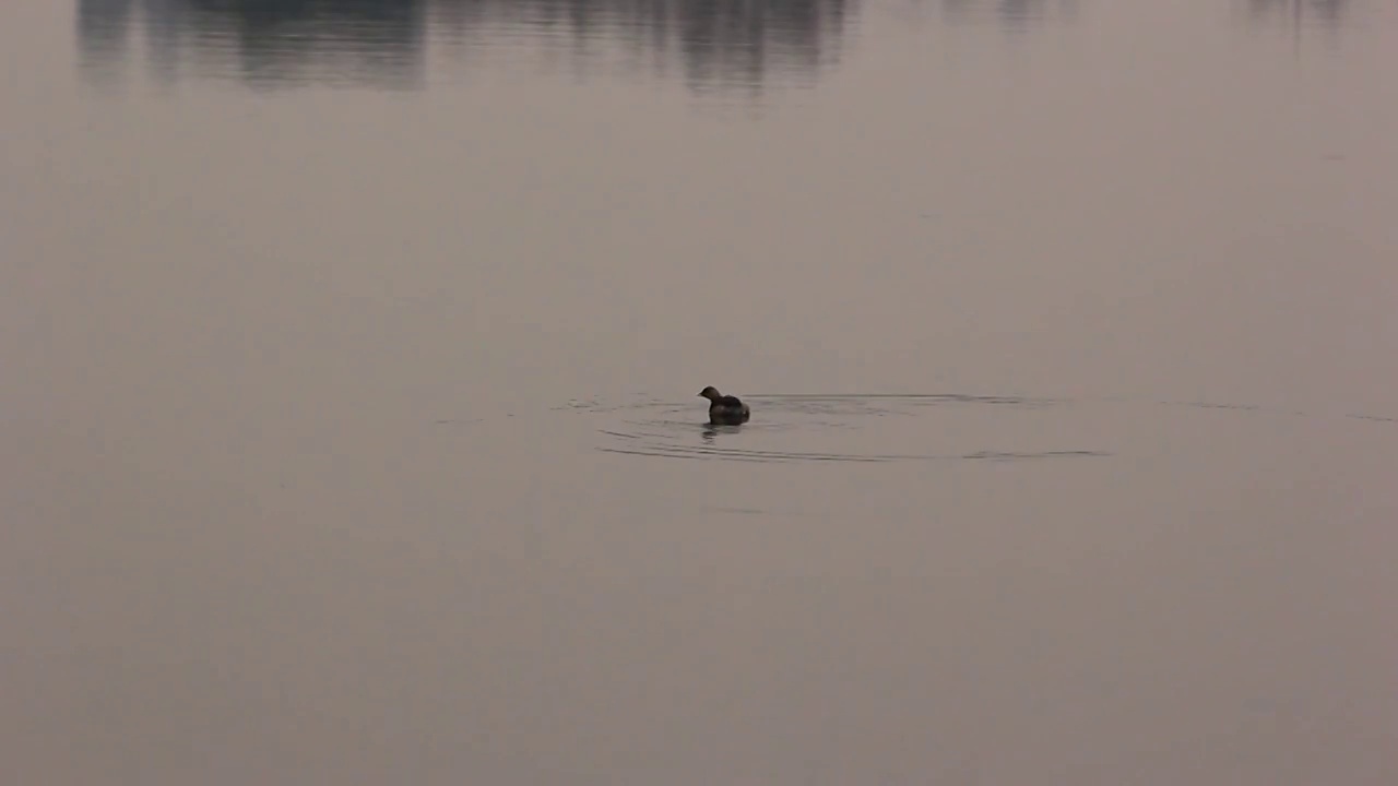 平静湖面上的小野鸭视频素材