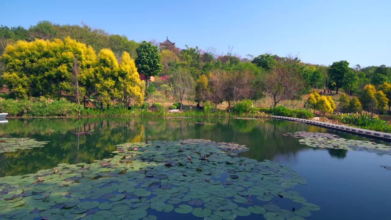 南宁青秀山公园湖泊树林自然风光视频素材