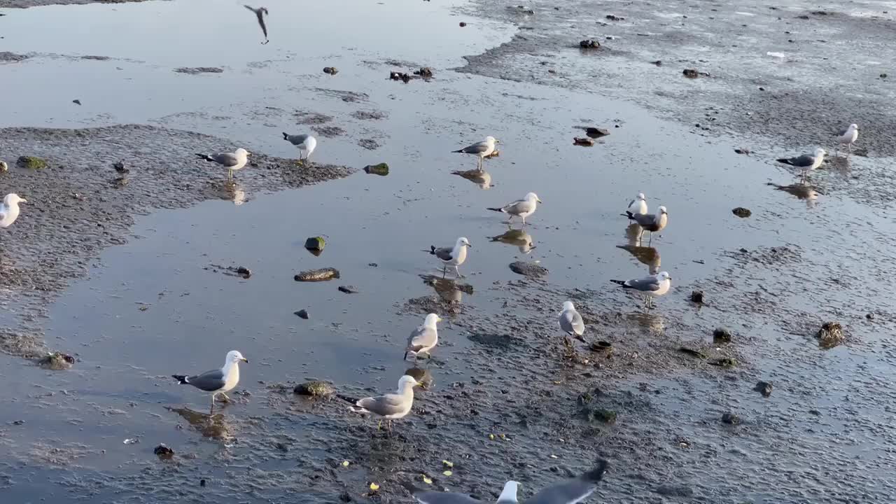 飞翔的海鸥视频素材