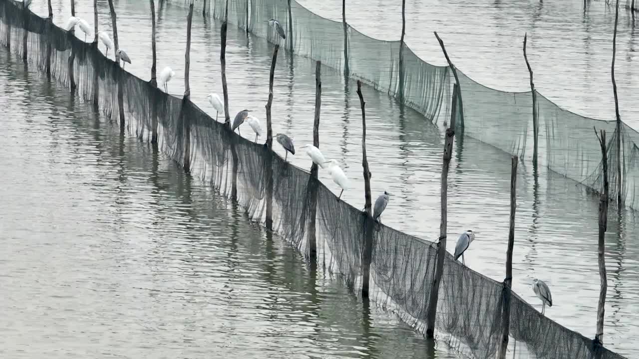 江苏高邮湖湿地鸟类栖息视频素材