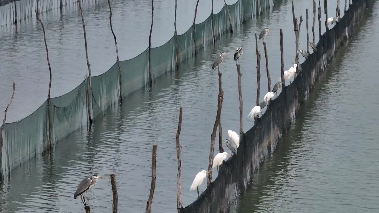 江苏高邮湖湿地鸟类栖息视频素材