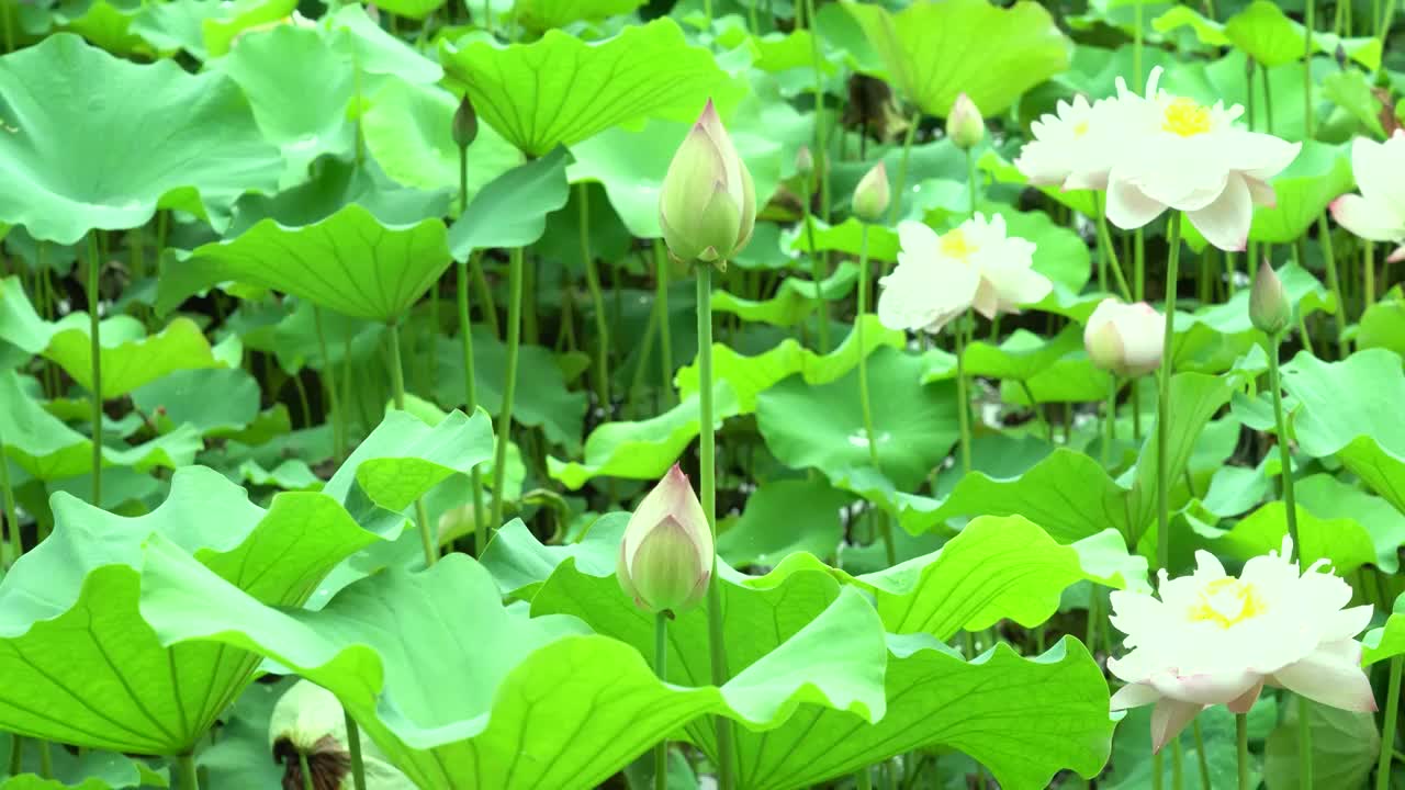 4K夏天夏季荷花盛开荷叶美景莲藕（合集）视频素材