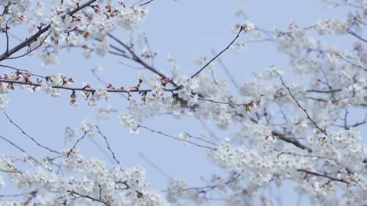 春天梅花鸟语花香视频素材