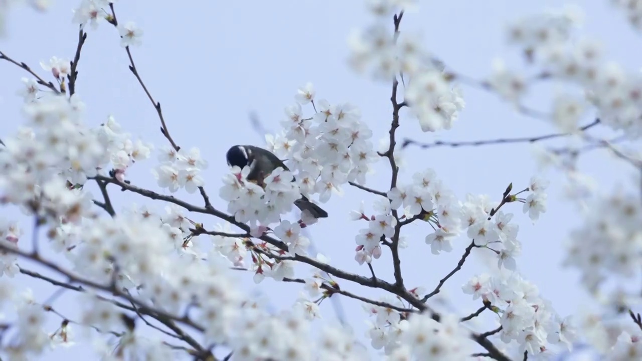 春天指头小鸟视频素材