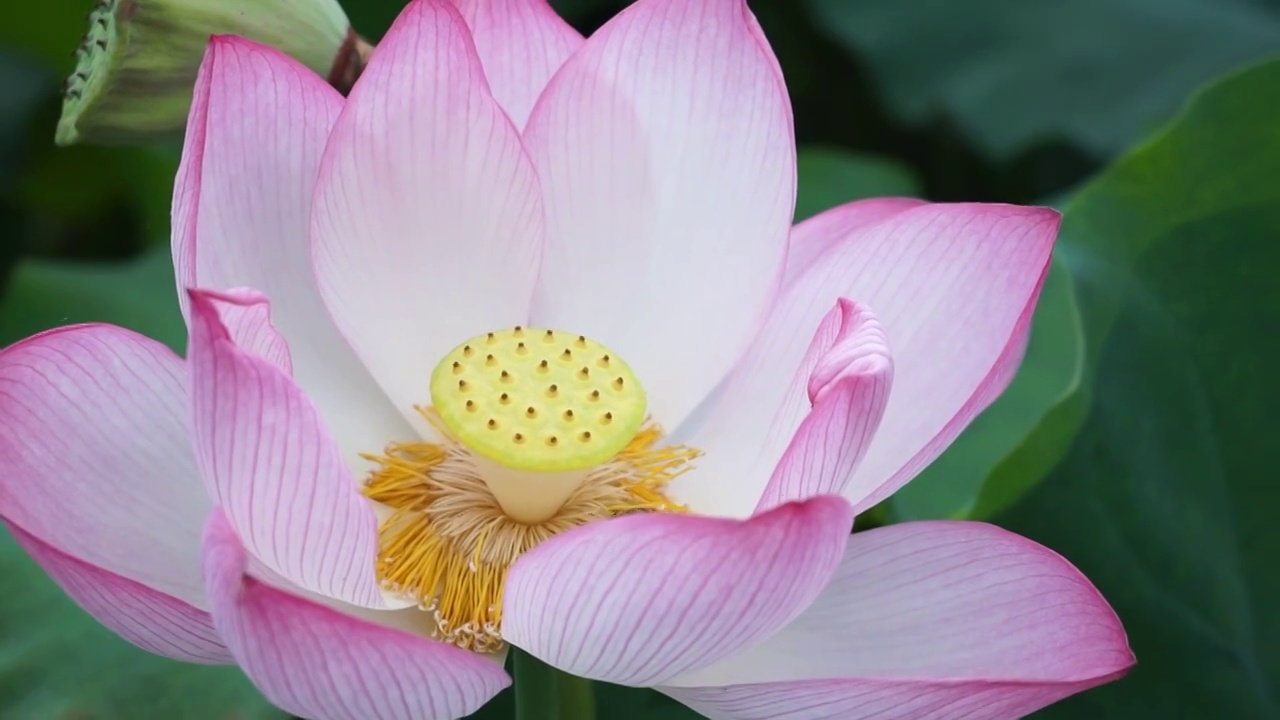 荷花花瓣蜜蜂视频素材