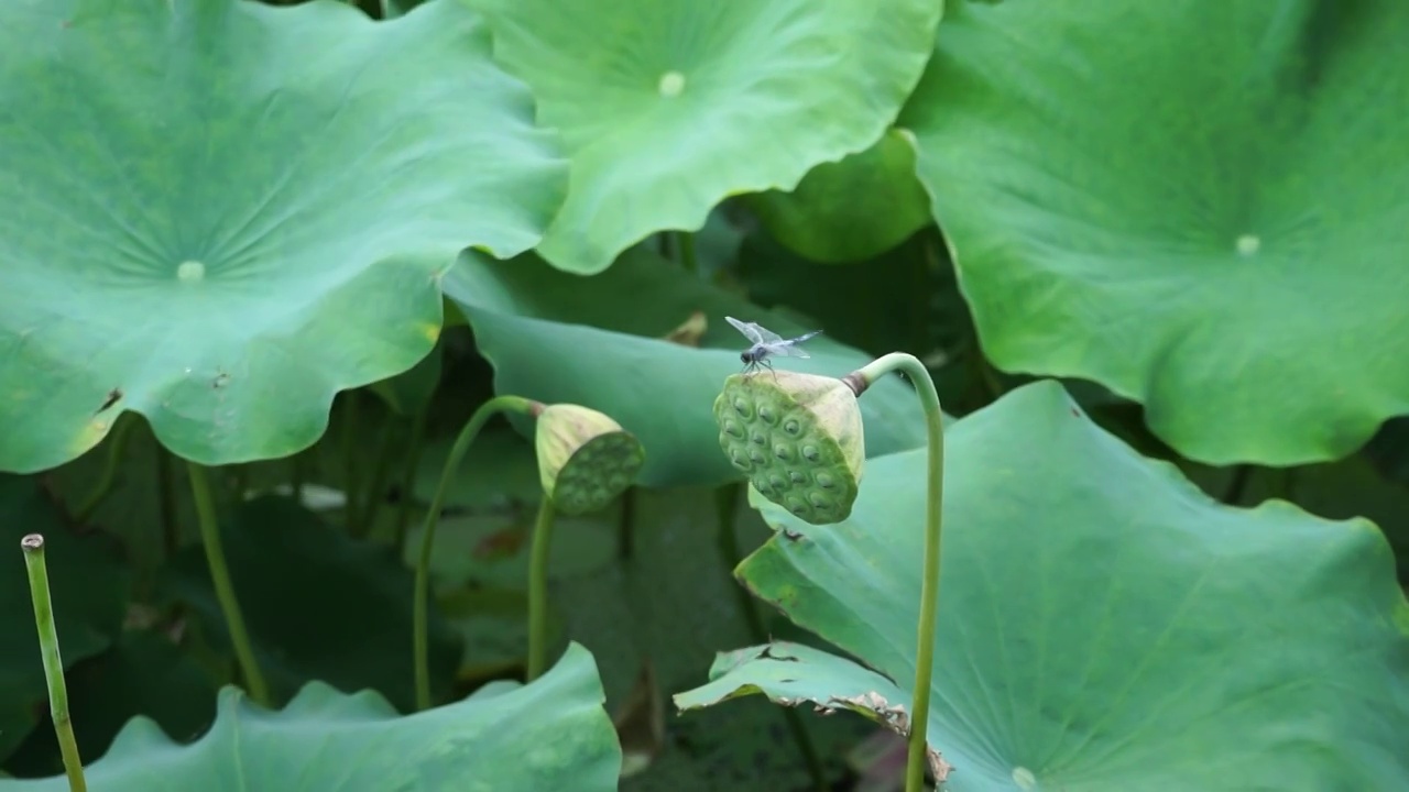 蜻蜓莲子荷叶视频素材