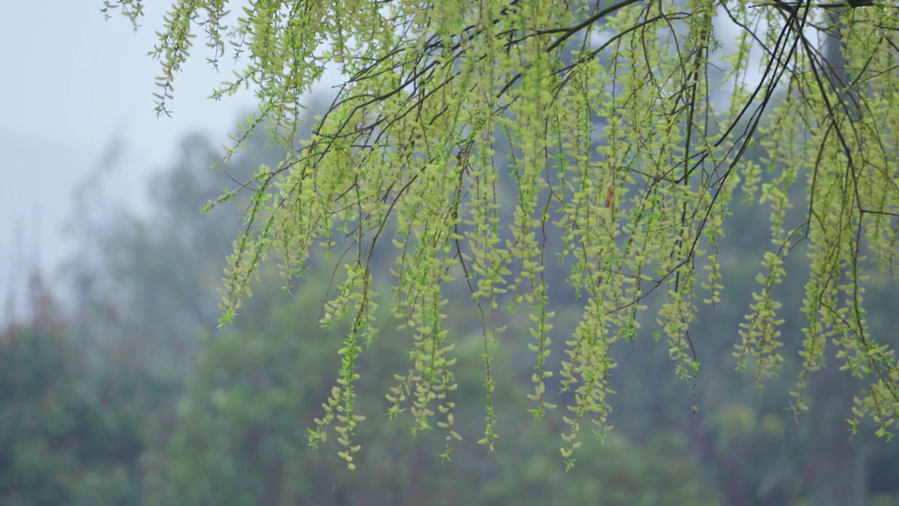春天阴雨天柳树视频素材画面1