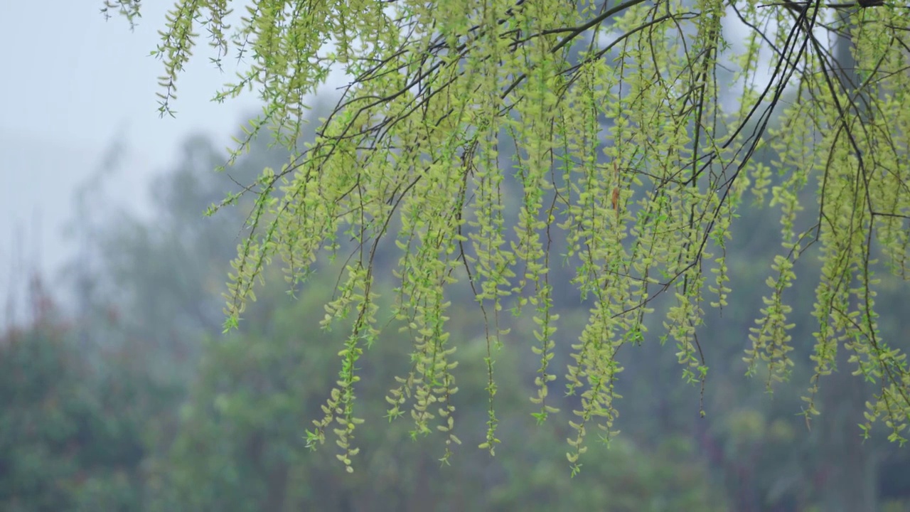 春天阴雨天柳树视频素材画面2