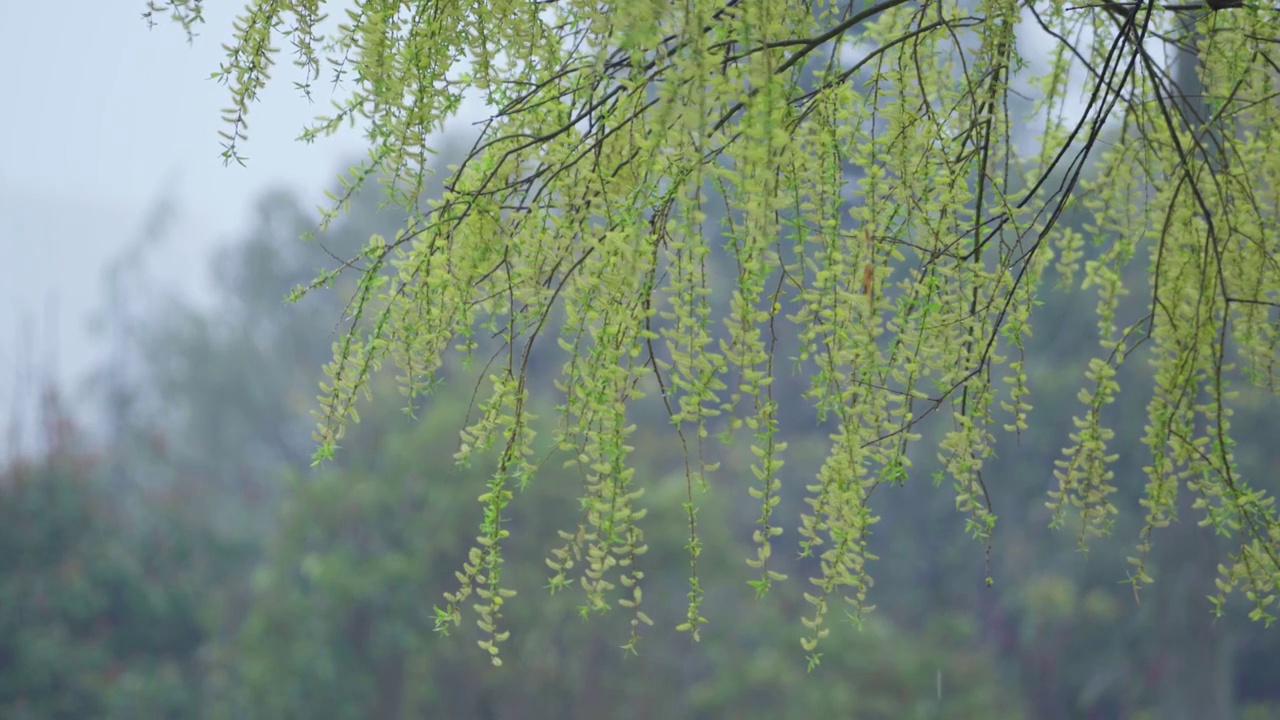 春天阴雨天柳树视频素材画面3
