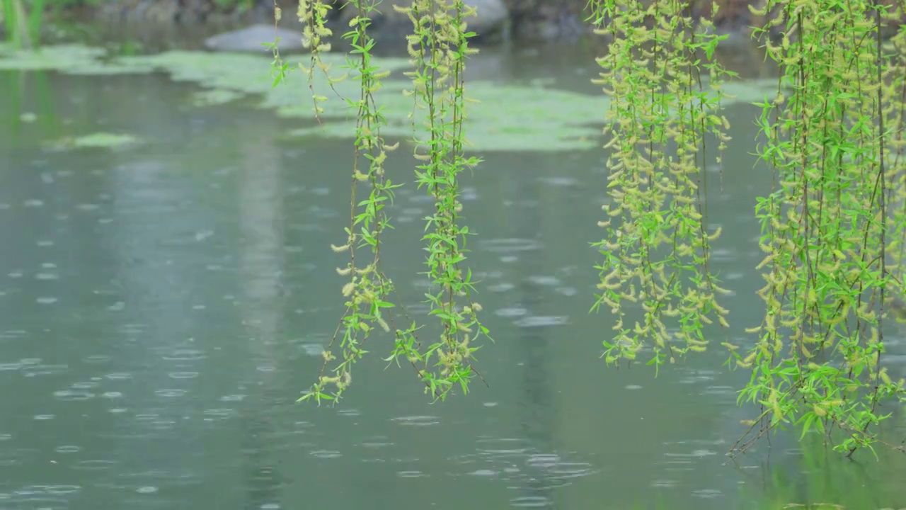 下雨水面柳枝视频素材