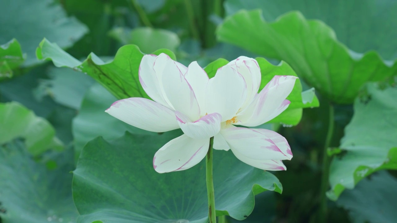 细雨中的荷花视频素材