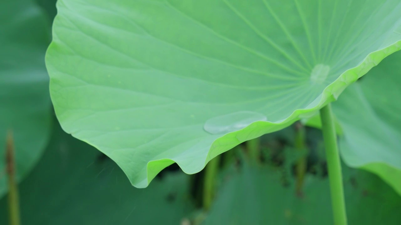 荷叶雨滴视频素材