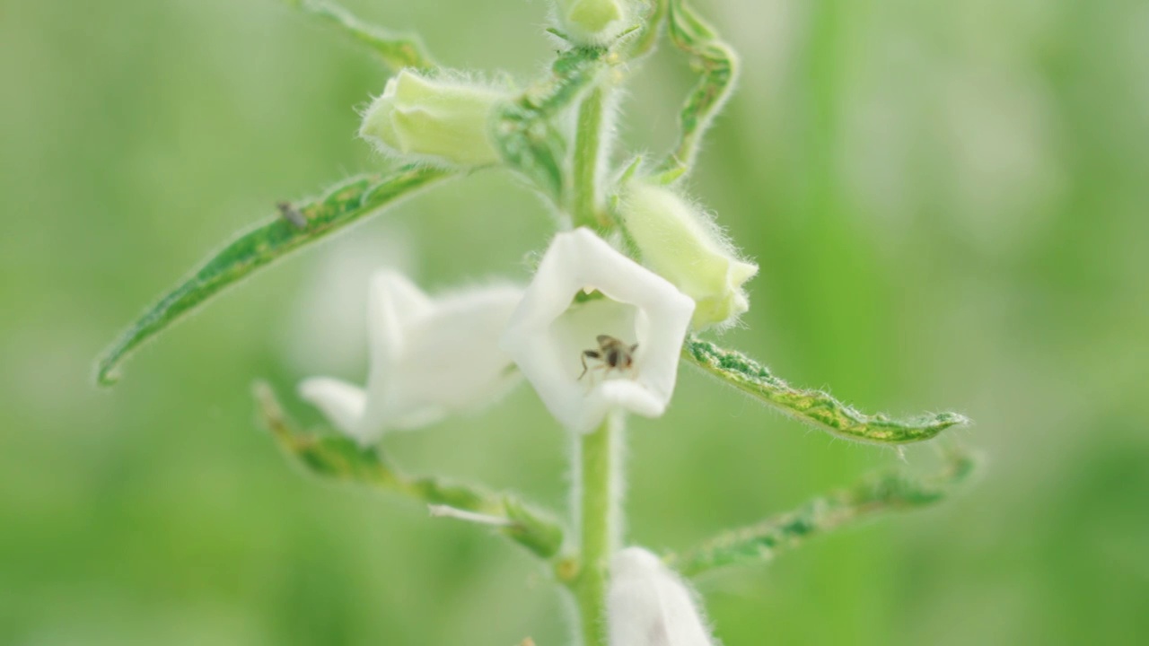 植物芝麻花蜜蜂视频素材