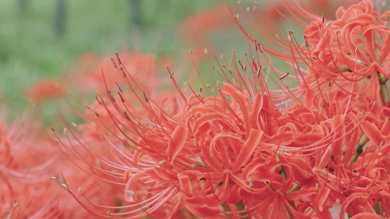 石蒜彼岸花特写视频素材