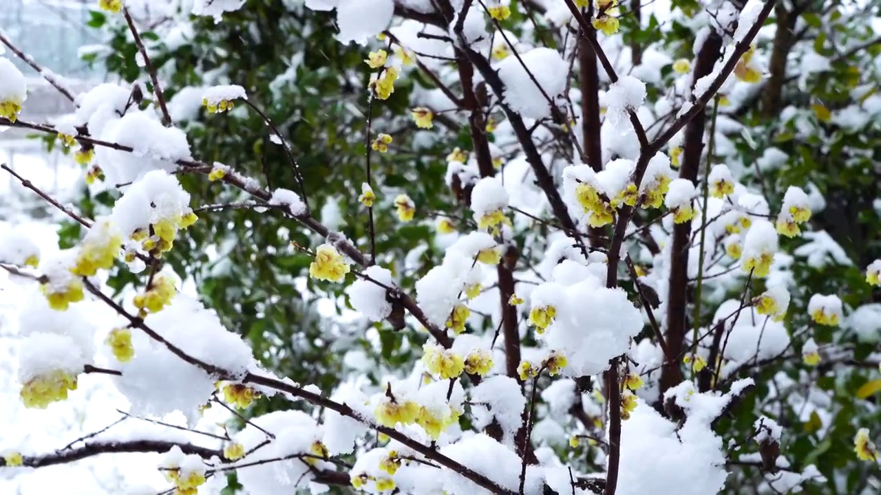 风雪中的腊梅花视频素材