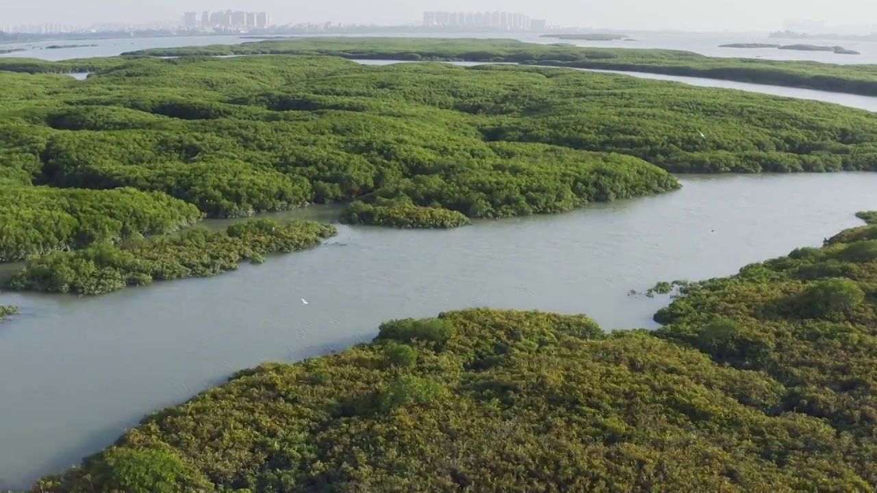 福建泉州湾河口湿地风光视频素材