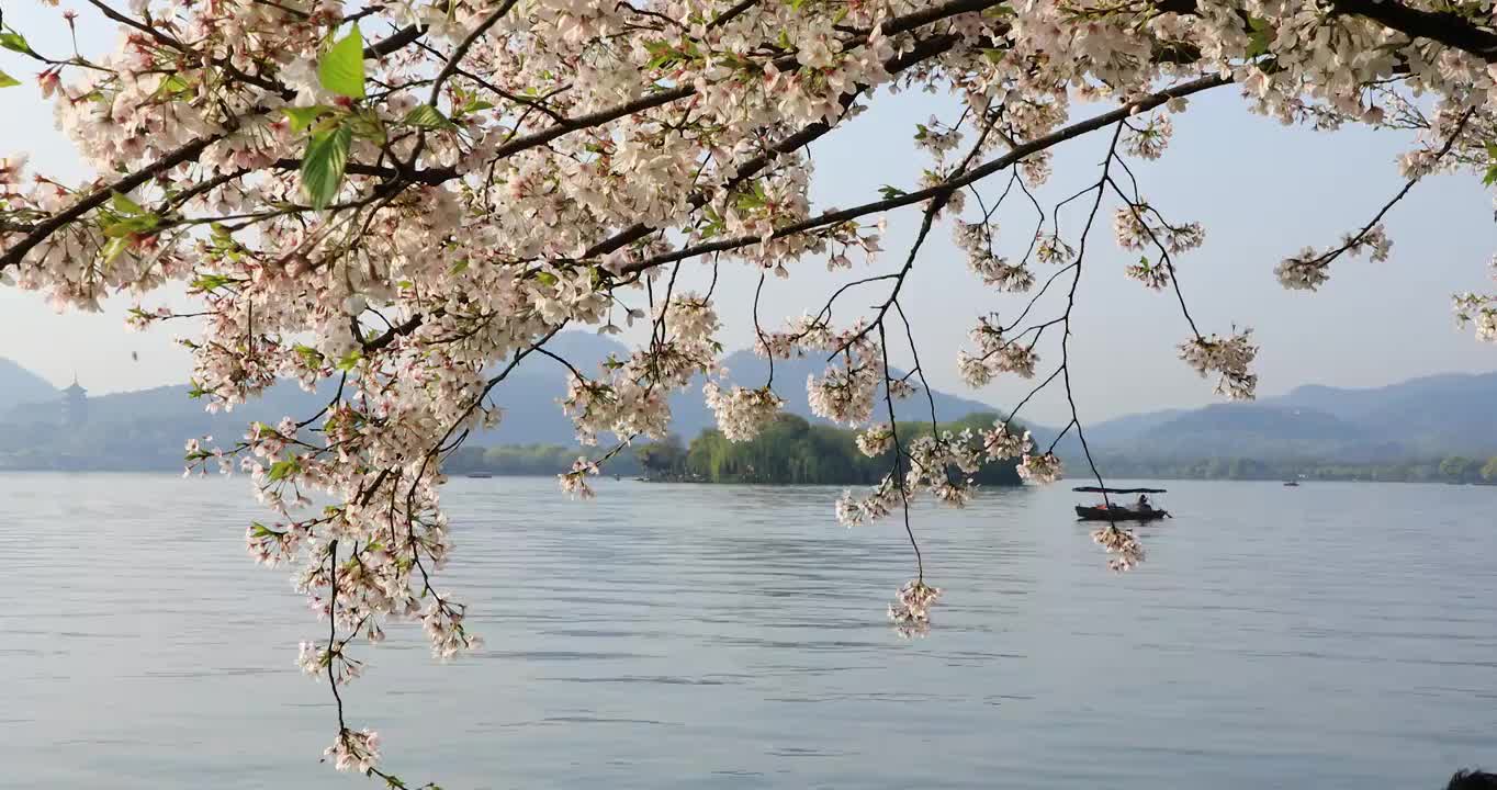 杭州春天清晨西湖白堤桃花樱花游船唯美空镜视频素材