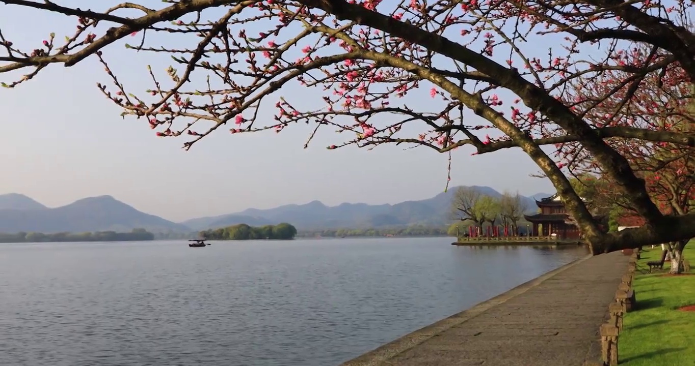 杭州春天清晨西湖白堤桃花樱花游船唯美空镜视频素材