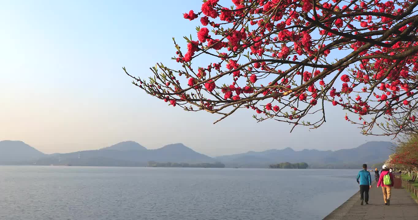 杭州春天清晨西湖白堤桃花樱花游船唯美空镜视频素材