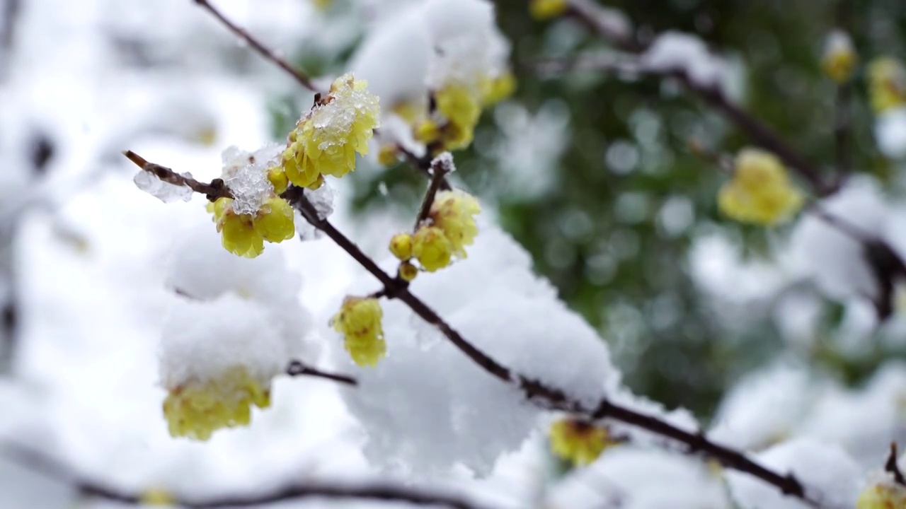 冰雪中绽放的腊梅花花朵视频素材