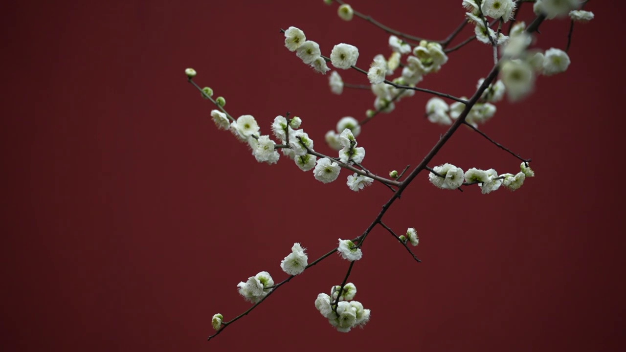 春天红墙梅花蜜蜂飞舞空镜视频素材