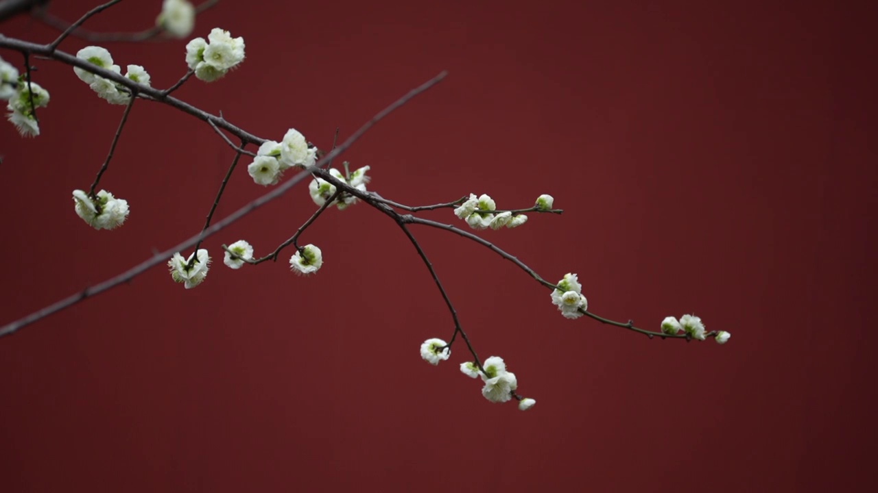 春天红墙梅花蜜蜂飞舞空镜视频素材