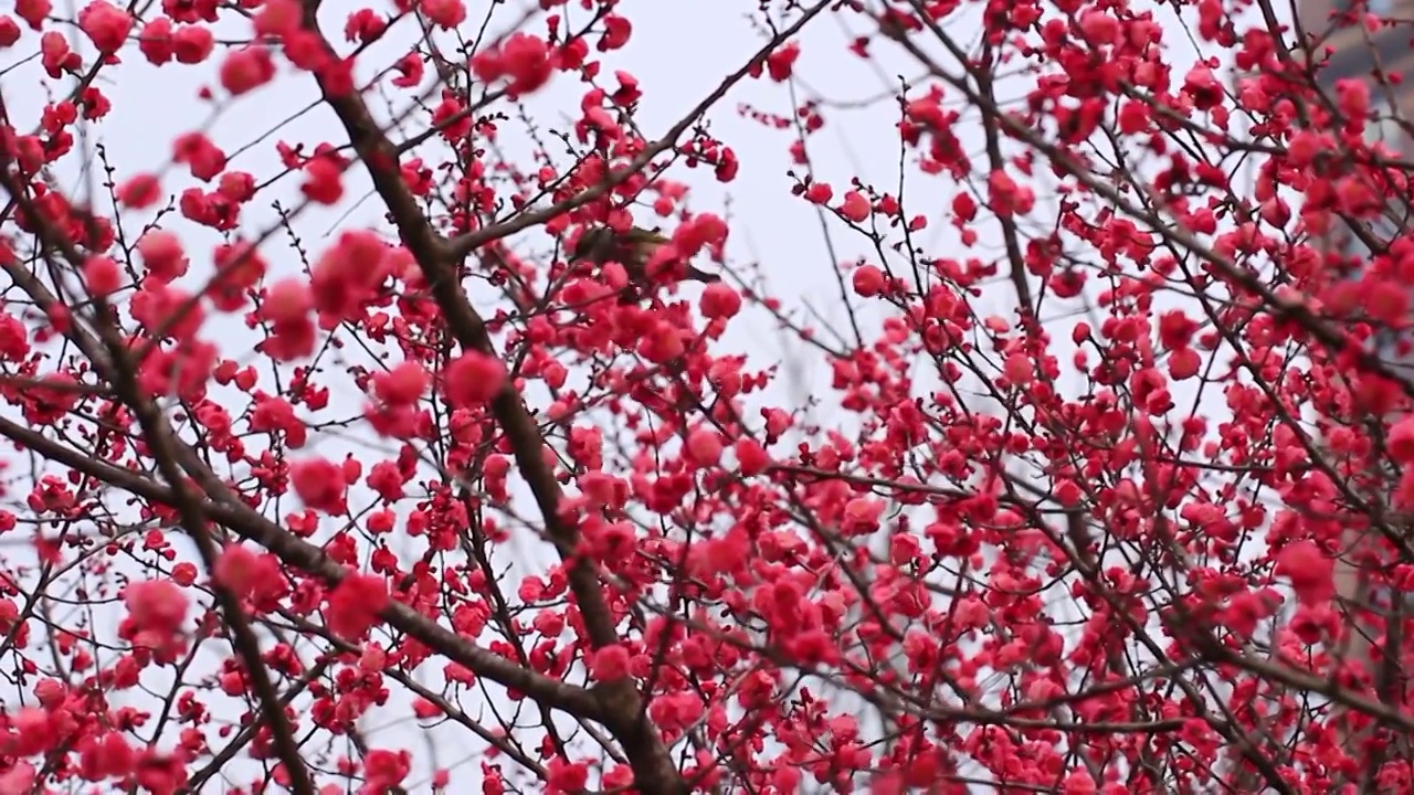 四川成都，红梅花开，鸟儿在枝头视频素材