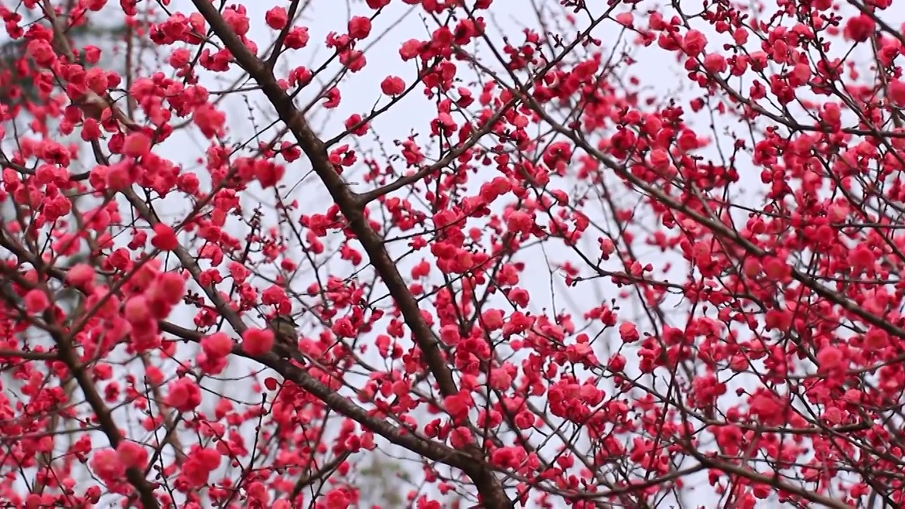 四川成都，红梅花开，鸟儿在枝头视频素材