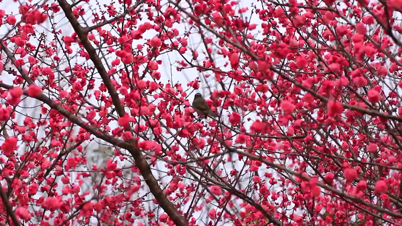 四川成都，红梅花开，鸟儿在枝头视频素材